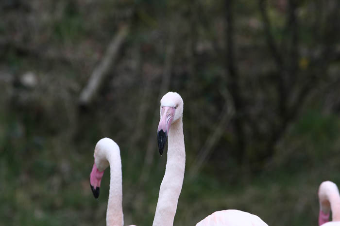 Flamingo 4