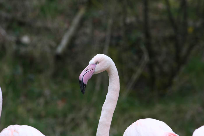 Flamingo 5
