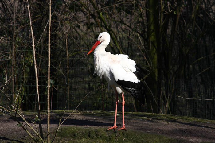 Storch 3